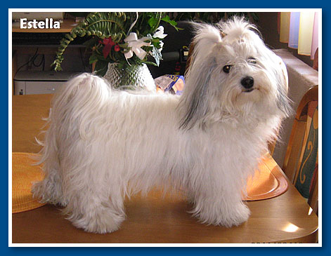 Estella, bichon havanese lány