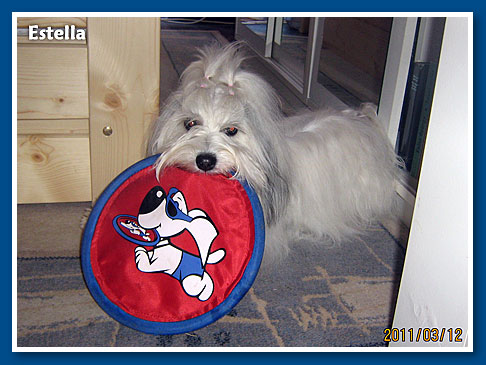 Estella, bichon havanese lány