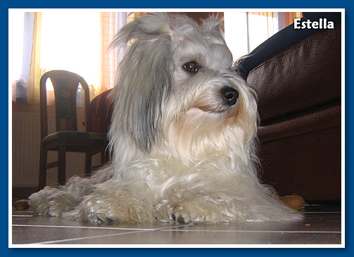 Estella, bichon havanese lány