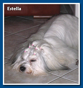 Estella, bichon havanese lány