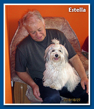 Estella, bichon havanese lány