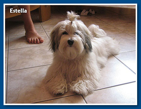 Estella, bichon havanese lány