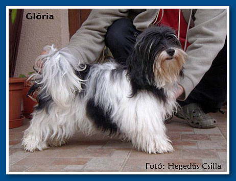 Glória, bichon havanese lány