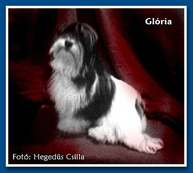 Glória, bichon havanese lány