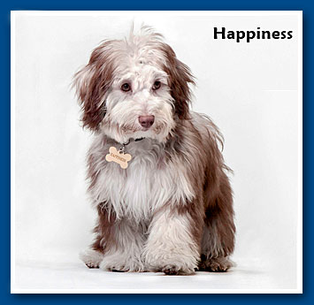 Happiness, bichon havanese kislány