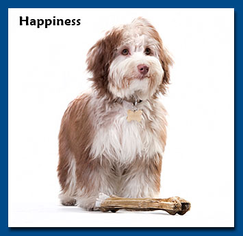 Happiness, bichon havanese kislány