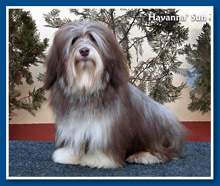 Havanna' Sun, bichon havanese lány