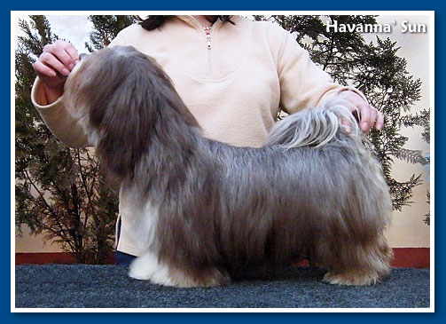 Havanna' Sun, bichon havanese lány