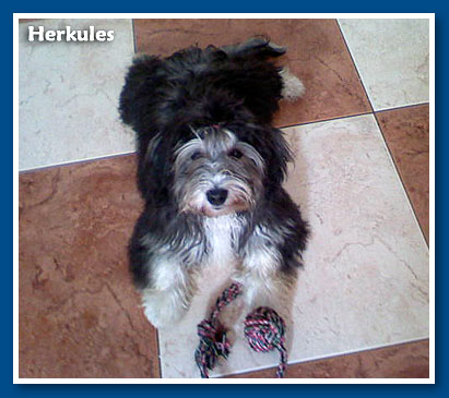 Herkules, bichon havanese fiú