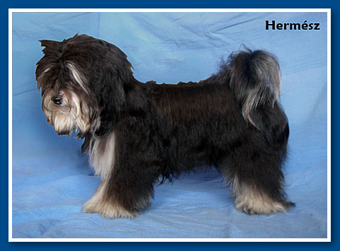 Hermész, bichon havanese fiú