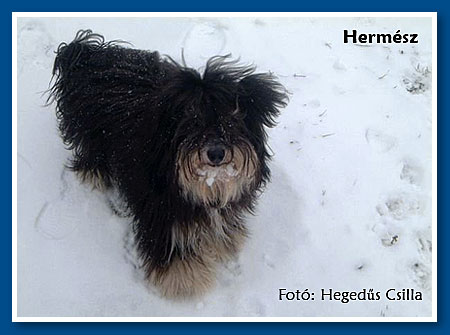 Hermész, bichon havanese fiú