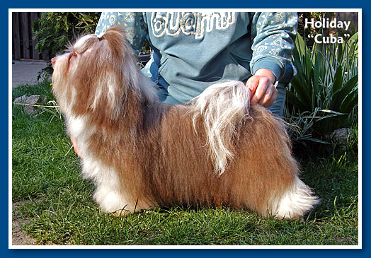 Holiday, bichon havanese fiú - 12 hónaposan