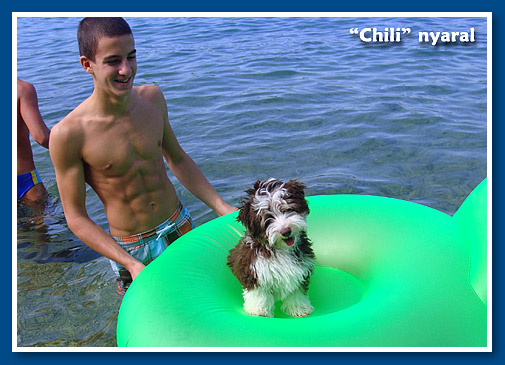 Chili, bichon havanese fiú - 4 hónapos