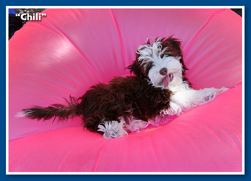 Chili, bichon havanese fiú- 3,5 hónapos