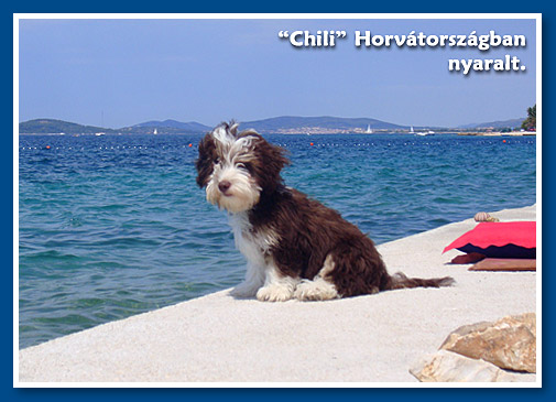 Chili, bichon havanese fiú - 4 hónapos