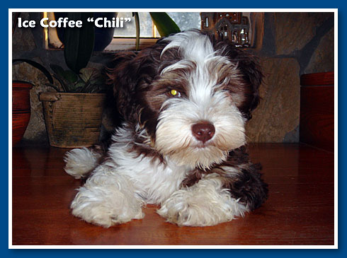 Chili, bichon havanese fiú