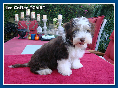 Chili, bichon havanese fiú