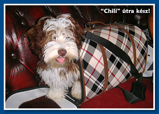 Chili, bichon havanese fiú - 4 hónapos