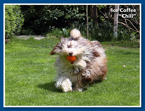 Chili, csokoládé bichon havanese fiú - 12 hónapos