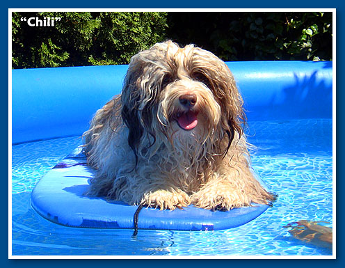 Chili, csokoládé bichon havanese fiú - 12 hónapos