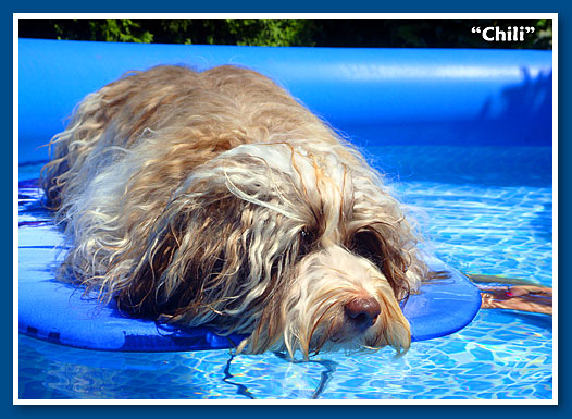 Chili, csokoládé bichon havanese fiú - 12 hónapos