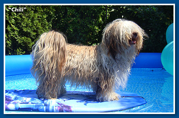 Chili, csokoládé bichon havanese fiú - 12 hónapos