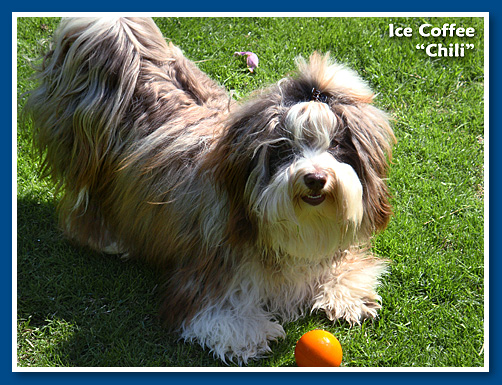 Chili, csokoládé bichon havanese fiú - 12 hónapos