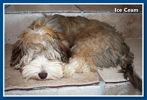 Ice Cream, bichon havanese fiú