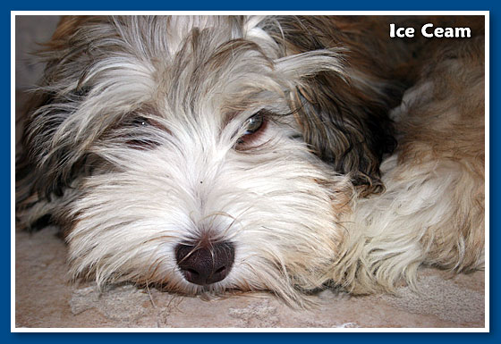 Ice Cream, bichon havanese fiú