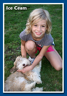 Ice Cream, bichon havanese fiú