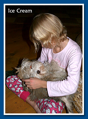 Ice Cream, bichon havanese fiú