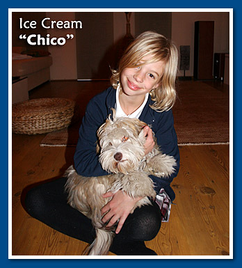 Ice Cream, bichon havanese fiú