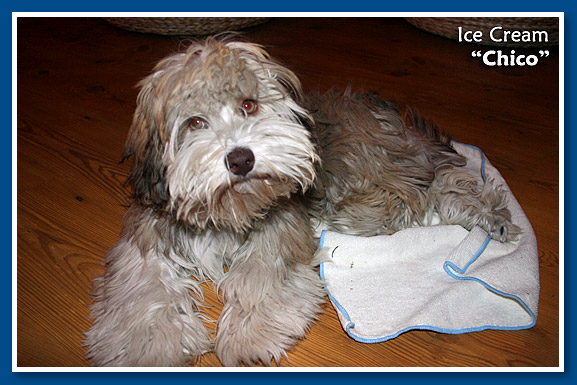 Ice Cream, bichon havanese fiú