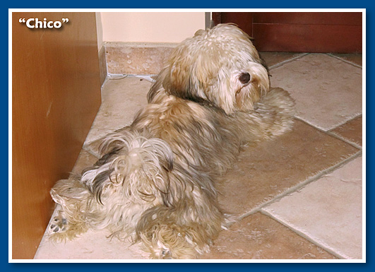 Ice Cream, bichon havanese fiú