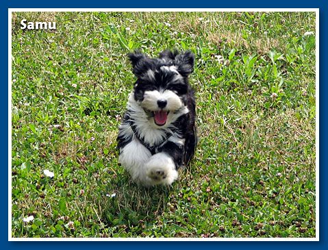 Samu, bichon havanese fiú