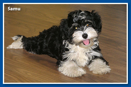 Samu, bichon havanese fiú