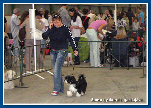 Samu a Hódmezővásárhelyi CACIB kiállításon