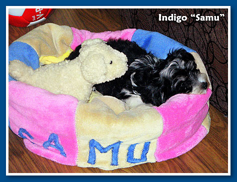 Samu, bichon havanese fiú