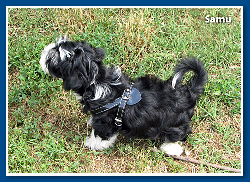 Samu, bichon havanese fiú