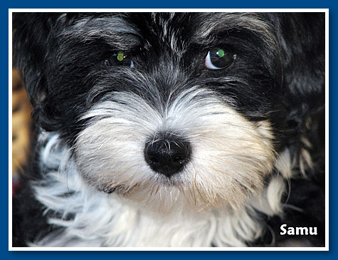 Samu, bichon havanese fiú