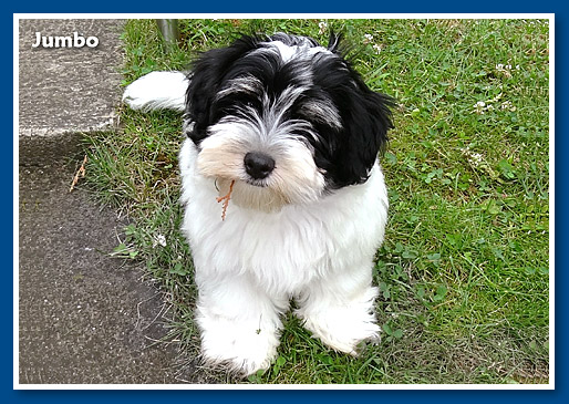 Jumbo, bichon havanese fiú