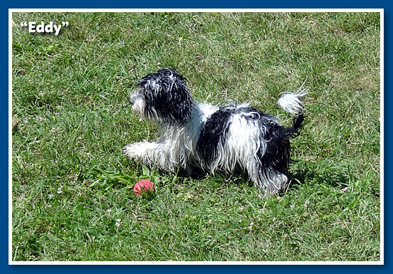 Jumbo, bichon havanese fiú