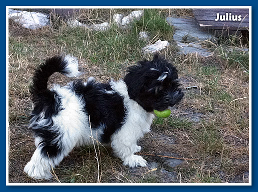 Julius, bichon havanese fiú