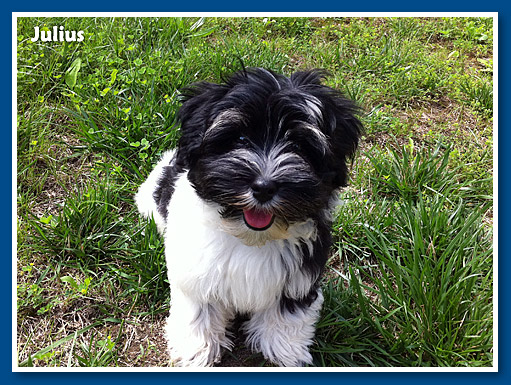 Julius, bichon havanese fiú