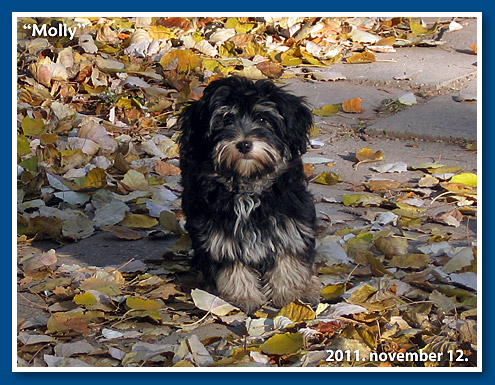 Karamella, bichon havanese kislány