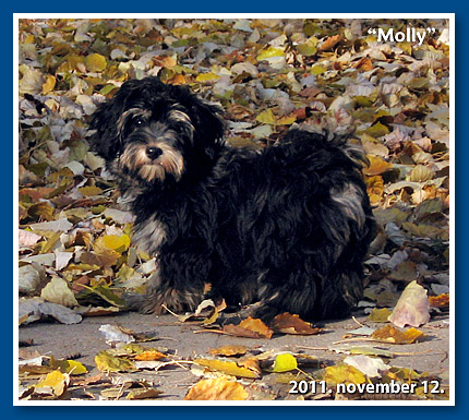 Karamella, bichon havanese kislány