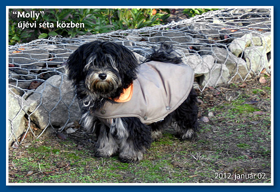 Karamella, bichon havanese kislány