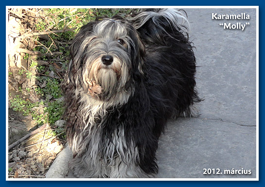 Karamella, bichon havanese kislány