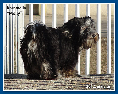 Karamella, bichon havanese kislány