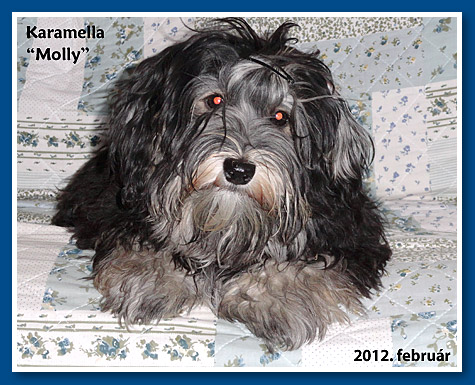 Karamella, bichon havanese kislány